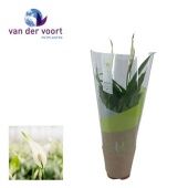 Спатифиллум Torelli 3+ цветов (ultimo) d12 см h40 см