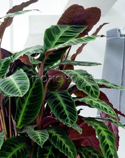 Калатея Варшевича 19/65 см