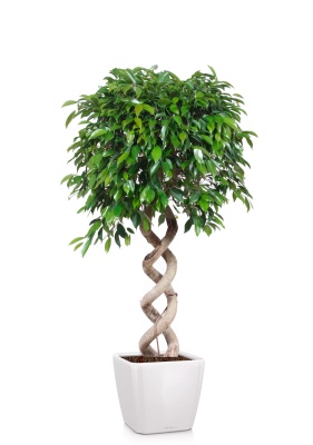 Фикус Бенджамина Экзотика двойная спираль 35/160 см в QUADRO LS 50