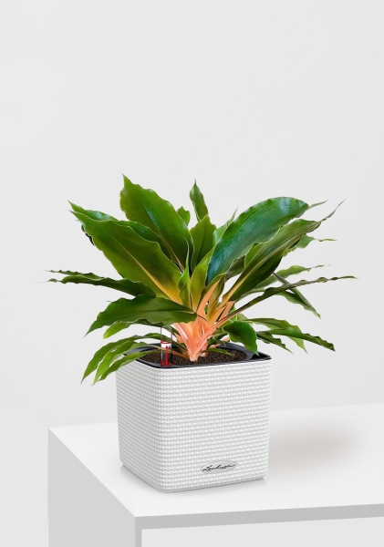 Хлорофитум Фаер Флеш в CUBE COLOR 14 Хлорофитум Фаер Флеш в CUBE COLOR 14