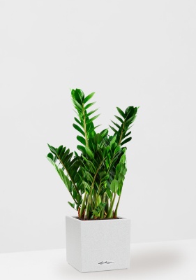 Замиокулькас 21/80 см в CANTO STONE LOW 30, песочный белый Замиокулькас 21/80 см в CANTO STONE LOW 30, песочный белый