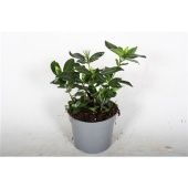 Гардения жасминовидная Домино d13 см h25 см тип 1