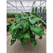 Хомаломена Rubescens Maggy d60 см h140 см