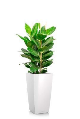 Фикус Бенгальский 3 ствола 27/90 см в CUBICO 30, белый блестящий