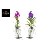 Ванда микс d15 см h50 см Ванда микс d15 см h50 см