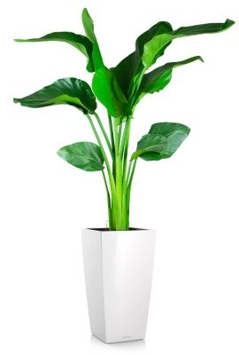 Стрелиция Николай 21/100 в CUBICO 30, белый блестящий