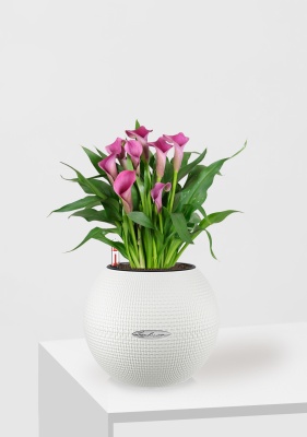 Калла розовая 12/35 см в PURO 20