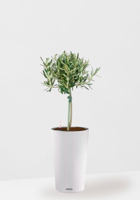 Олива на стволе 17/65 см в CILINDRO Color 23