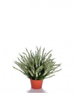 Эрика (вереск) большой куст белый