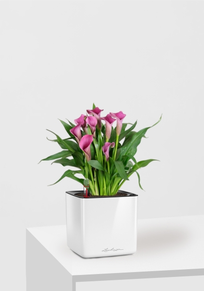 Калла микс 12/35 см в CUBE GLOSSY 14