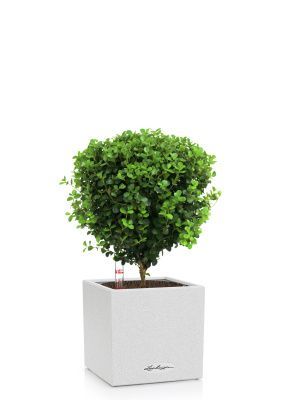 Мирсина в CANTO Stone 14, песочный белый Мирсина в CANTO Stone 14, песочный белый