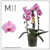 Фаленопсис 3 ствола Crown Pink 24+ d21 см h65 см Фаленопсис 3 ствола Crown Pink 24+ d21 см h65 см