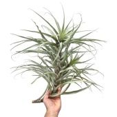 Тилландсия Fasiculata d30 см h50 см