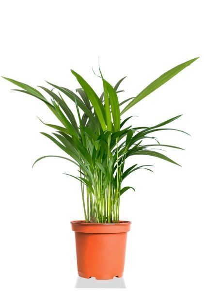 Хризалидокарпус Арека 14/60 см