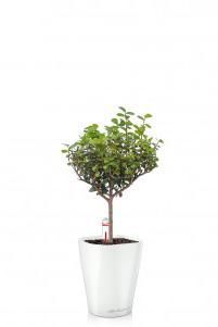 Мирсина в MINI-DELTINI 10 Мирсина в MINI-DELTINI 10