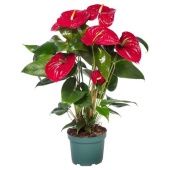 Антуриум Андрианум Невада красный d17 см h65 см тип 1