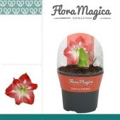 Гиппеаструм Exotic Striped Flora Magica 2 ствола d14 см h25 см