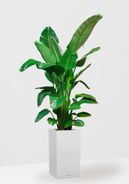 Стрелиция Николай 30/180 см в CANTO STONE HIGH 40