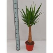 Юкка Maya d27 см 110 см