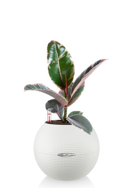 Фикус Эластика Белиз 12/45 см в PURO 20