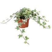 Хедера Eva d13 см h30 см