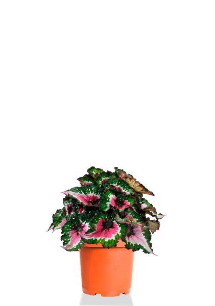 Бегония Белиф Пёрпл Блаш 13/25 см