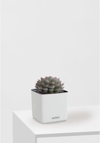 Эхеверия микс 10 см в CUBE Color 16 Эхеверия микс 10 см в CUBE Color 16