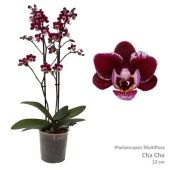 Фаленопсис 2 ствола Multiflora Chacha 30+ (pannekoek) d12 см h39 см Фаленопсис 2 ствола Multiflora Chacha 30+ (pannekoek) d12 см h39 см