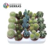 Кактусы микс d5.5 см h12.5 см Кактусы микс d5.5 см h12.5 см