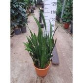 Сансевиерия Зейланика d33 см h110 см