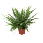 Нефролепис Грин Леди d14 см h35 см тип 1 Нефролепис Грин Леди d14 см h35 см тип 1