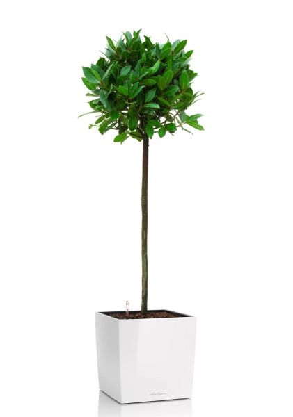 Лавр Нобилис 21/120 в CUBE 30