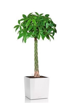 Пахира Акватика 27/150 см в CUBE 40, белый блестящий