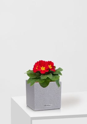 Примула 12/30 см в CANTO STONE 14, серый камень Примула 12/30 см в CANTO STONE 14, серый камень