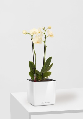 Орхидея Фаленопсис мини микс 9/30 см в CUBE GLOSSY 14