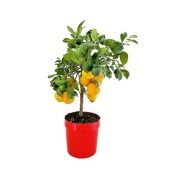 Цитрус Лимон Россо на стволе d21 см h70 см