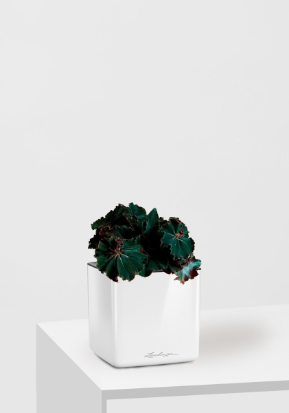 Бегония Рекс Дарк Мамба 12/25 см в CUBE GLOSSY 14