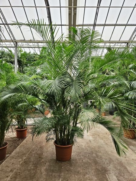 Хризалидокарпус Арека 50/300 см