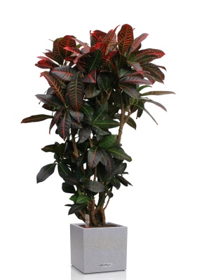 Кротон (Кодиеум) Петра 31/130 см в CANTO STONE LOW 40