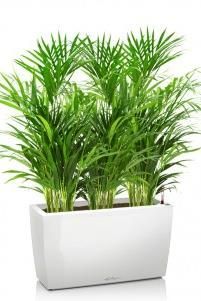 Хризалидокарпус в CARARO 75/110 см, Белый блестящий