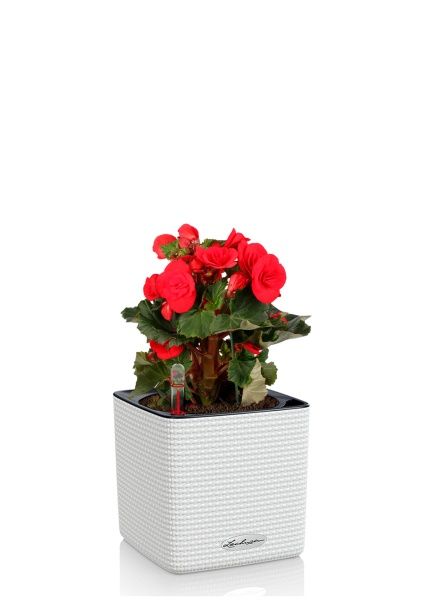 Бегония Баладин красная 14/30 см в CUBE COLOR 16