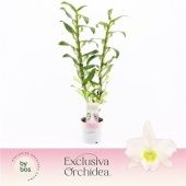 Дендробиум Nobile Apollon 2 ствола d12 см h65 см тип 2