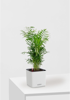 Хамедорея CUBE COLOR 14/35 см Белый