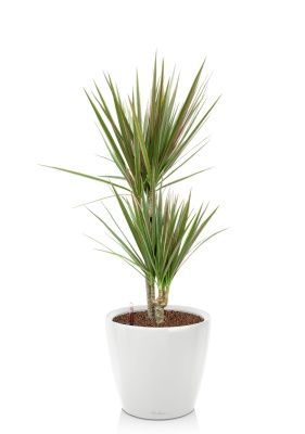 Драцена Маргината Биколор 2 ствола 17/70 см в CLASSICO LS 21, белый блестящий