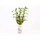 Дендробиум Nobile Apollon 3 ствола d12 см h55 см Дендробиум Nobile Apollon 3 ствола d12 см h55 см