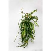 Эпифиллум Ангулигер d21 см h50 см