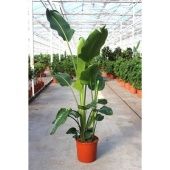 Стрелиция Николай d160 см h220 см Стрелиция Николай d160 см h220 см