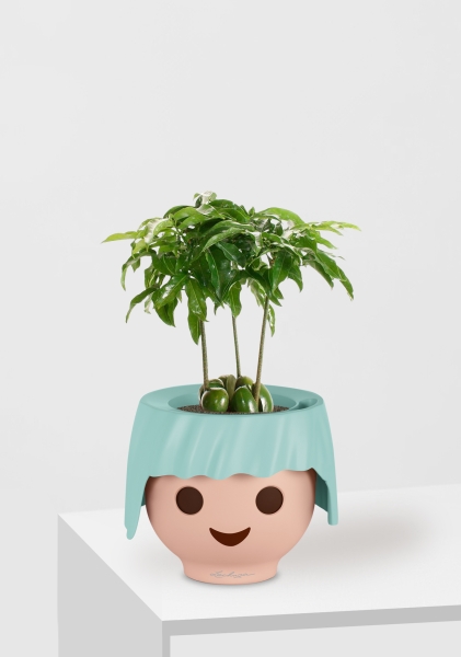 Каштаноспермум 12/40 см в OJO