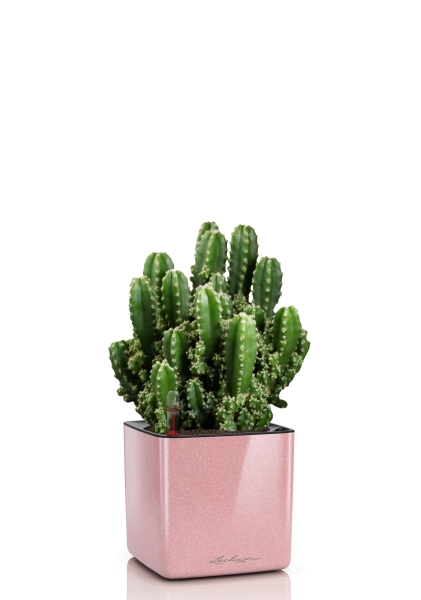 Кактус Цереус Полина 10/20 см в CUBE GLOSSY KISS 14