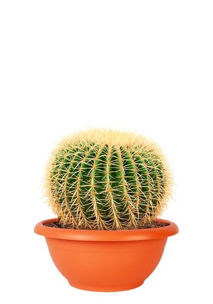 Эхинокактус Грузони 40/40 см в CLASSICO COLOR 43